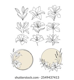 of flowers. Collection of lily flower line art illustrations and floral compositions, featuring minimalistic sketches, decorative circle frames, and botanical elements. Hand drawn wedding herb.