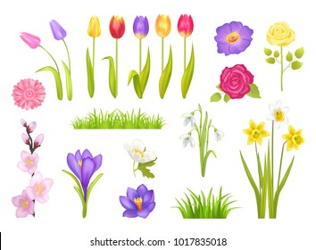 Flowers collection, poster with floral elements and grass, snowdrops and tulips, roses and narcissus, gerbera flower set vector illustration isolated on white