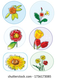 flowers collection. Vector isolated elements 