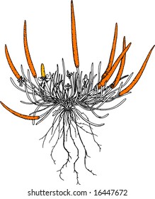 flowers in color