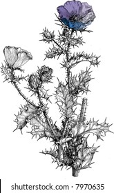flowers in color