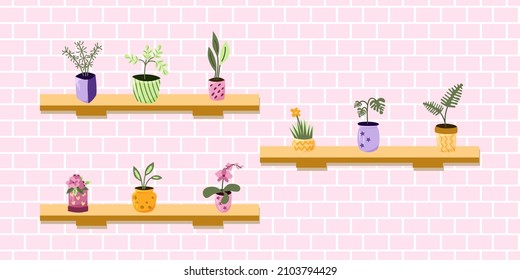 Flowers in colorful pots on the shelves. Vector illustration.
