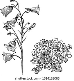  Flowers for coloring page on the branch. Graphics. Ink