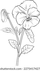 Páginas de colores de flores y libro, Esbozo vectorial de flores pansy, flores pansy dibujadas a mano, ilustración botánica de brotes de hojas grabadas estilo arte de tinta. boceto de flores pansy. dibujo de pansy vintage.