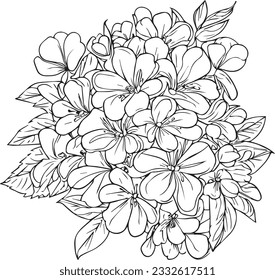 Flowers coloring pages, and book, Vector sketch of primula flower drawing, Hand drawn primrose, botanical leaf bud illustration engraved ink art style. primrose flower sketch vintage Primera drawing, 