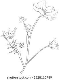 Dibujos para colorear de flores, y libro, boceto de Vector de dibujo de flores del cosmos, Cosmos dibujado a mano, ilustración de brote de hoja botánica estilo de arte de tinta grabada