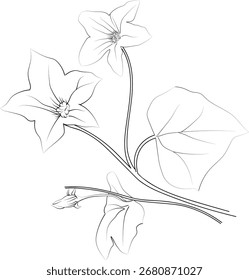 Páginas para colorear de flores, y un libro, boceto de Vector de dibujo de flores de hiedra, ilustración de brote de hoja botánica de flor de hiedra dibujada a mano, estilo de arte de tinta grabada. Boceto de flor de hiedra, dibujo de hiedra vintage