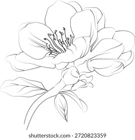 Páginas para colorear de flores, y un libro, boceto de Vector de dibujo de flores de membrillo, ilustración de brotes de hojas botánicas de flores de membrillo dibujadas a mano, estilo de arte de tinta grabada