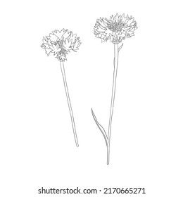 flowers of cornflower, Centaurea cyanus, vector drawing wild plants isolated at white background , hand drawn botanical illustration