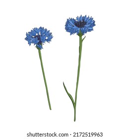 flowers of cornflower, Centaurea cyanus, vector drawing wild plants isolated at white background , hand drawn botanical illustration