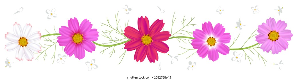 Flowers cosmos. Floral background. 