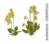flowers of cowslip, Primula veris, vector drawing wild plant isolated at white background , hand drawn botanical illustration