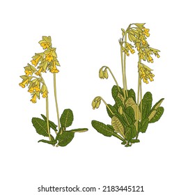 Flowers Of Cowslip, Primula Veris, Vector Drawing Wild Plant Isolated At White Background , Hand Drawn Botanical Illustration