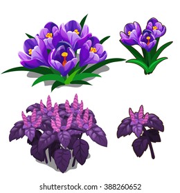 Flowers of Crocus and amaranth. Purple plants for landscaping. Vector illustration.
