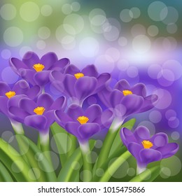 The flowers of the Crocus are in bloom on a background of purple blue flowers. Spring flower. Landscape flower beds. Vector background illustration.