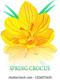 
flowers crocuses spring march yellow plant 