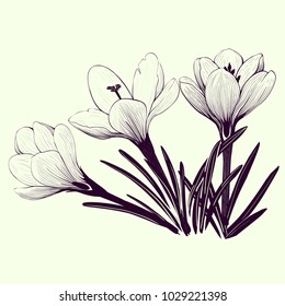 Flowers of crocuses. Vector drawing. Spring flowers. Decorative composition of flowers, buds and leaves. Wallpaper. Use printed materials, signs, posters, postcards, packaging. 