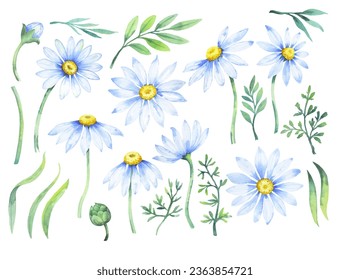 Flowers daisies , branches, and leaves. Vector chamomile set, plants, on an isolated background.
