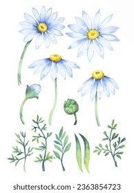 Flores mareas, ramas y hojas. Conjunto de chamómetros vectores, plantas, en un fondo aislado.