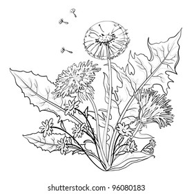 Flowers dandelions with leaves and seeds, contours. Vector