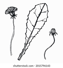 flowers dandelions. leaves and stem. vector silhouette sketch