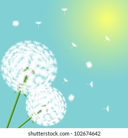 Flowers dandelions on light background