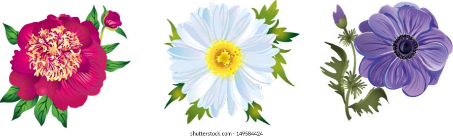 Flowers: darkly-pink pi-meson, white chamomile and purple anemone