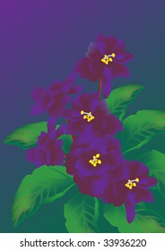 flowers of darkly-violet violets on a gradient background