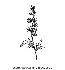 Blumen delphinium handgezeichnet. Gartenarbeit mehrjährige, blüht blau, spikes Hütte Blumen Delphinium Vektorskizze. einzelne schwarze Illustration