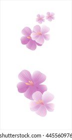 Flowers design. Flowers background. Sakura flying flowers isolated on white background. Apple-tree flowers. Cherry blossom. Vector