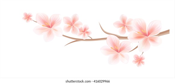 Flowers design. Branch of sakura with flowers isolated on white. Cherry blossom branch with flowers. Vector