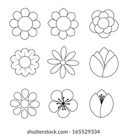 flowers design over white background vector illustration 