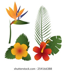 Flowers design over white background, vector illustration.