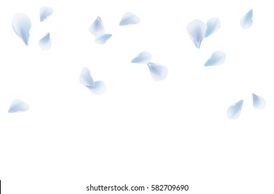 Flowers design. Flowers petals. Petals Roses Flowers. Sakura flying petals isolated on white background. Vector.