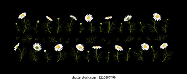 Flowers for design - summer white camomiles. Hand drawn vector illustration.