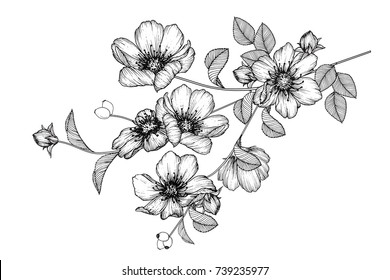 Flowers Drawing With Line-art On White Backgrounds.