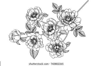 flowers drawing with line-art on white backgrounds.