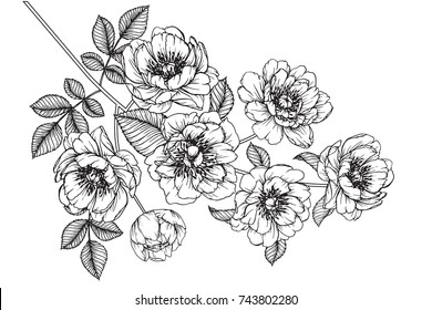 flowers drawing with line-art on white backgrounds.