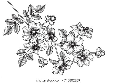 flowers drawing with line-art on white backgrounds.