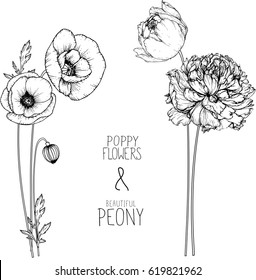  flowers drawing peony and poppy flower vector, illustration and line art