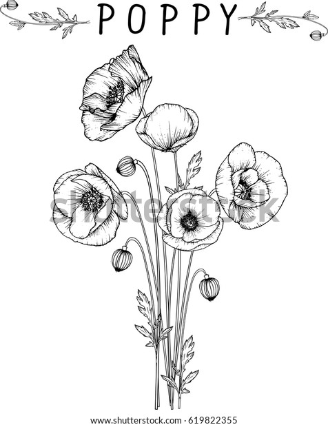 Flowers Drawing Poppy Flower Vector Illustration Stock Vector (Royalty ...