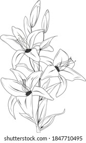 flowers Drawing and sketch with black and white line-art. On white background.