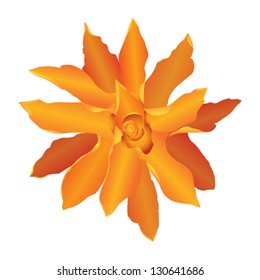 flowers - drawn