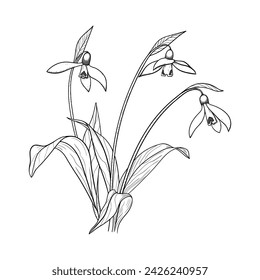 Flowers drawn with a line on a white background.