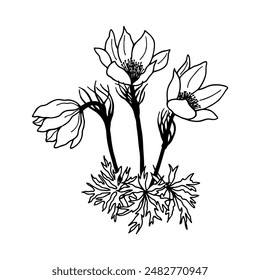 Flores Sueño de hierba. ilustración de stock de Vector eps10. Aislar sobre un fondo blanco, contorno. Dibujo a mano.