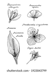 Flowers of family Ranunculaceae, Liliaceae, Araceae, etc. with latin names. Hand drawing black realistic outline vector image set.