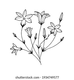 Flowers Field Bells. Vector stock illustration eps10. Outline, hand drawing. Isolate on a white background. 