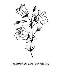 Flowers Field Bells. Vector stock illustration eps10. Outline, hand drawing. Isolate on a white background. 