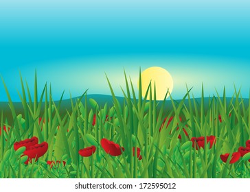 Flowers. Field with red flowers and grass on a background of sky and sun 