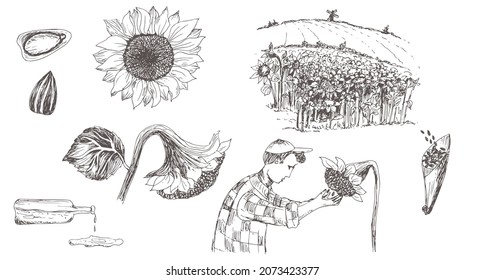 Flowers, field, sunflower oil, agronomist collects sunflower seeds. Vector hand drawn illustration.